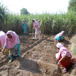 Working paper: Revealing the hidden face, enhancing the role of women farmers