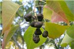 Invasives-2013-defra-update.png