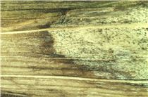 Hydrocotyle