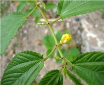 Himalayan Balsam - included in the ISC and a pest of focus at CABI