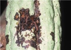 Plantwise donors