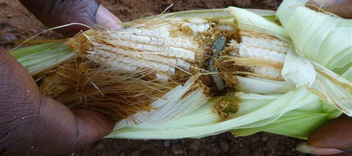 Scientists discover new crop-destroying Armyworm is now “spreading rapidly” in Africa