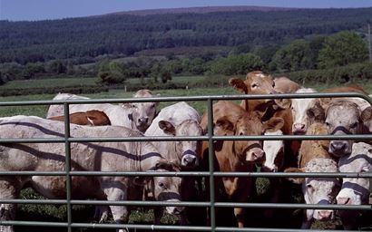 confined cattle
cattle