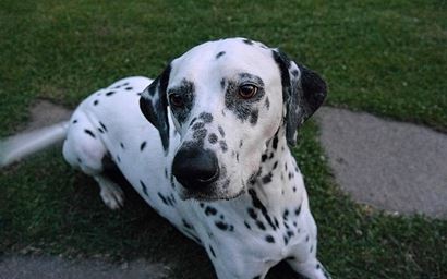 dog
Dalmatian