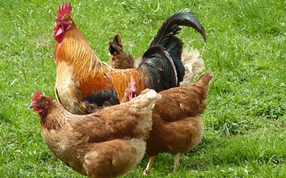 chickens
flock of chickens
hens
fowls