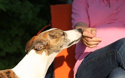 anthrozoology
human-animal bond