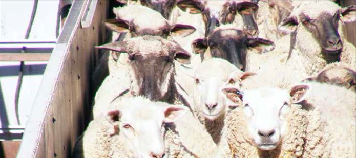 World expert, Temple Grandin, addresses Royal Veterinary College on animal welfare