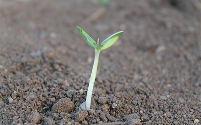 Seedling in soil.
