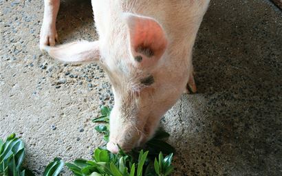 A pig eating.