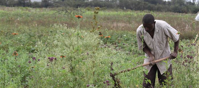 Five invasive pests cost African economy $1 billion every year