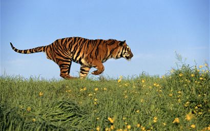 Tiger in grassland