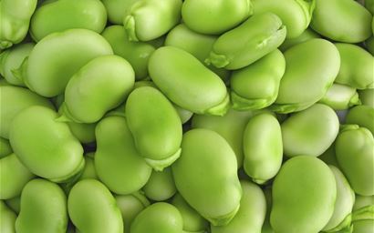 close up shot of broad beans