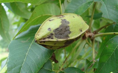 Pecan nut on tree