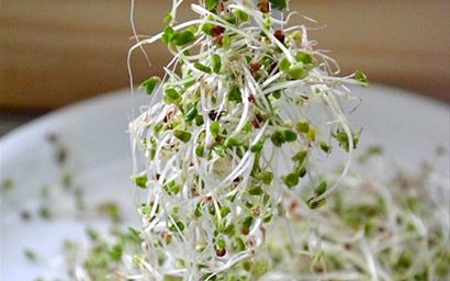 broccoli sprouts