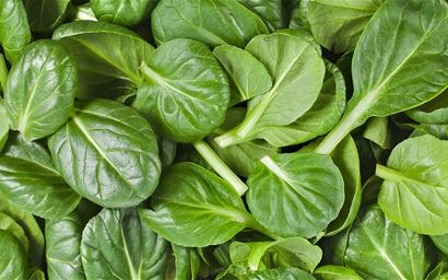 cut spinach, Spinacia oleraceae
