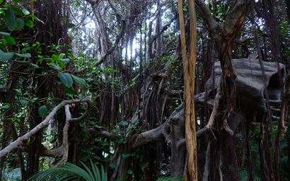 Lianas in a rainforest.
