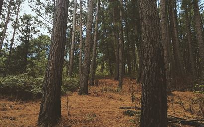 Forest of pine trees.