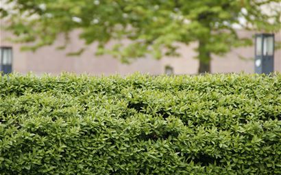 A hedge in an urban area.
