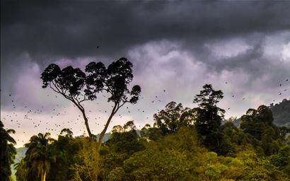 Dark clouds above tropical forest