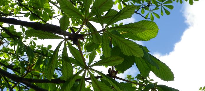 CABI launches InfoTree, a practical internet resource for applied forest science information