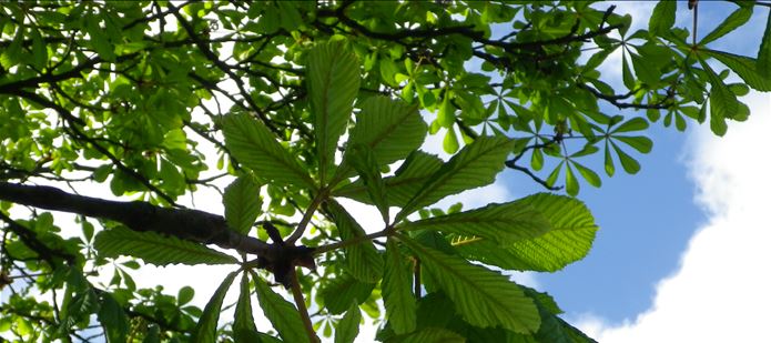 CABI launches new website