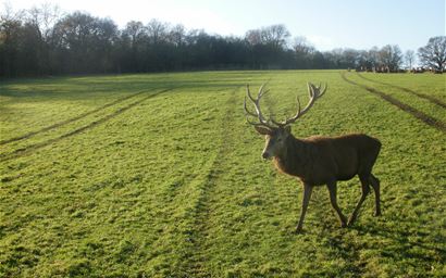 A red deer stag, Berkshire, UK