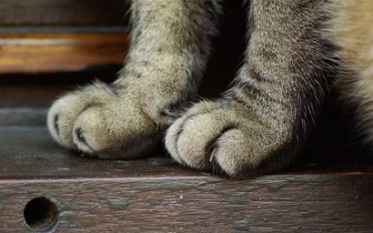 Two front feet of cat