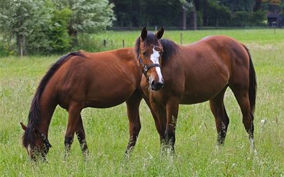 Two horses in a field