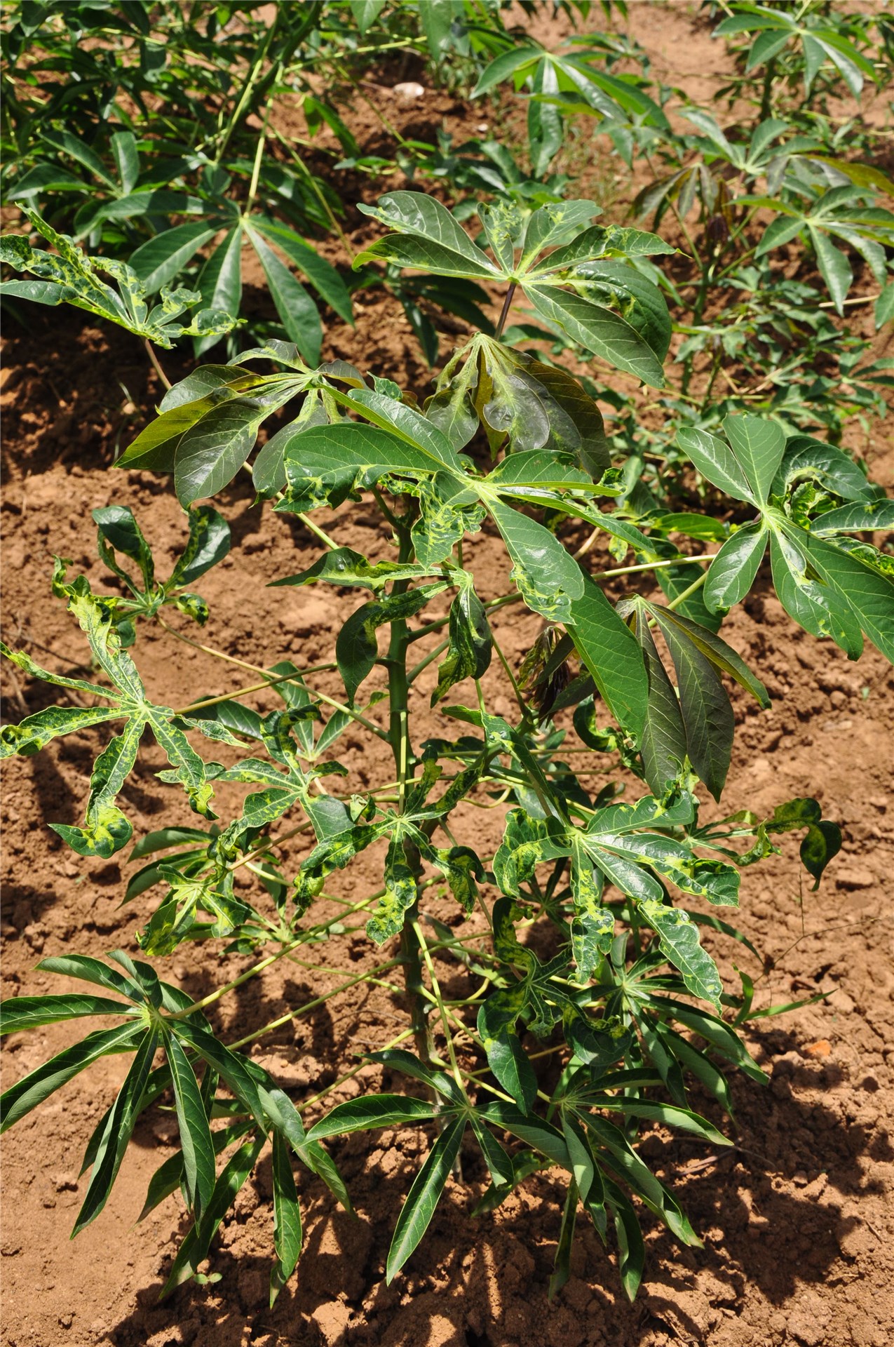 Ficus benjamina