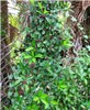 Habit Ardisia elliptica (shoebutton ardisia); habit. John Prince Park, Lake Worth, Florida, USA. September, 2009.
