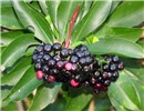 Fruits Ardisia elliptica (shoebutton ardisia); ripe fruit and leaves. Hana Hwy Oopuola, Maui, Hawaii, March, 2011.