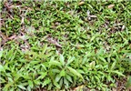 Seedlings Ardisia elliptica (shoebutton ardisia); seedlings. Wahinepee, Maui, Hawaii, USA. August, 2002.