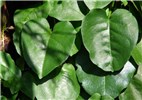Leaves Anredera cordifolia (Madeira vine, mignonette vine, uala hupe); close-up of leaves. Lanai City, Lanai, Hawaii, USA. April, 2007.