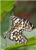 Two adult Adoretus sinicus on a leaf, showing typical interveinal feeding damage.