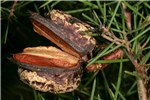 Natural enemy Natural enemy; parasitoid wasps (Trissolcus halyomorphae) parasitizing eggs of brown marmorated stink bug (Halyomorpha halys).