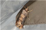 Infected pototo tubers Fresh potato (var. Shepody) tubers exhibiting CLso infection (zebra chip) symptoms