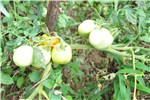 Flower H. coronarium: individual flower.