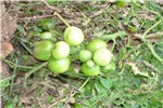 Invasive habit H. coronarium invasion in Brazil.