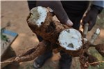 Damage symptoms Diabrotica virgifera virgifera (western corn rootworm); damage to root system.