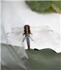Adult and nymphs A. gossypii, smaller yellow form.