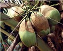 Green nuts damaged by A. guerreronis Green nuts damaged by A. guerreronis
