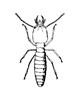 Adult - line drawing C. formosanus - adult worker.