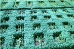Pollen barrier Fibre hemp used as a pollen barrier for breeding of sugar beet in Yugoslavia.