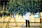 Drying Drying a crop of pharmaceutical-grade drug Cannabis at GW Pharmaceuticals.