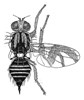 Line drawing of adult R. mendax Line drawing of adult R. mendax