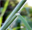 Stem Leaf and stem, note profuse hairs.