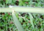 Stem Leaf and stem.