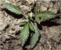 Seedling C. sativa seedling.