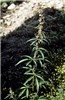 Flowering plant Flowering C. sativa plant, Bhutan.