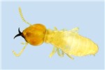 Adult Adult